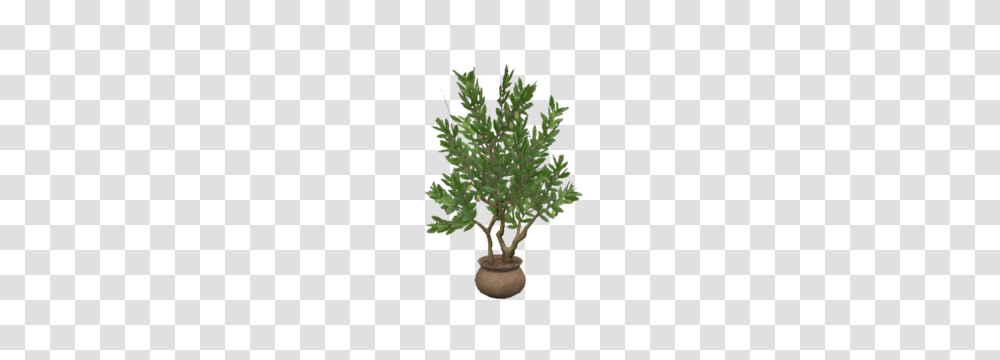 Athenas Olive Tree, Plant, Pine, Conifer Transparent Png
