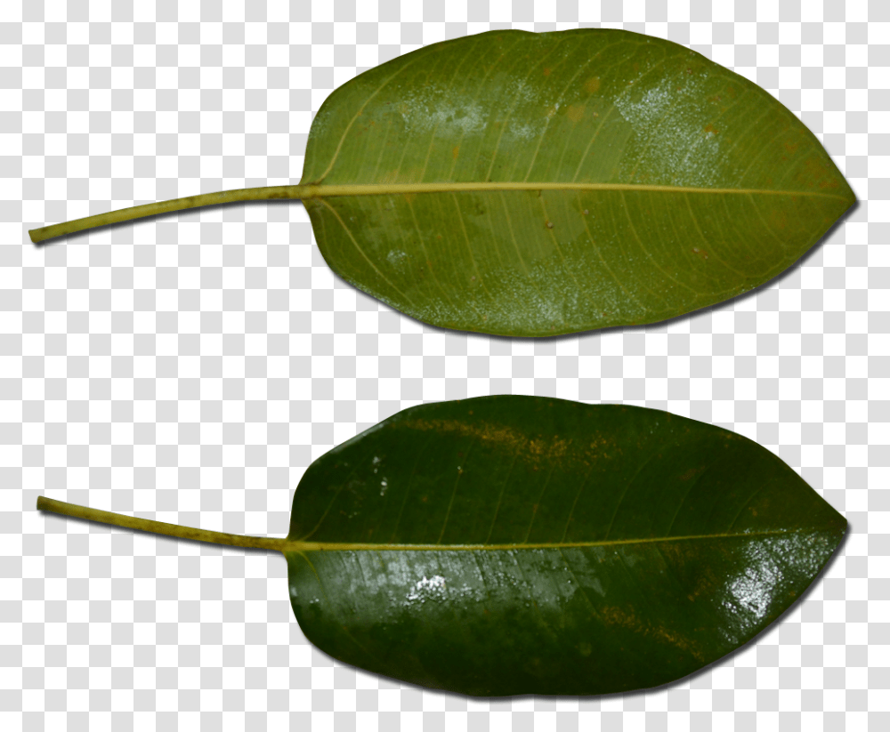 Atherton Rock Fig Leaf, Plant, Veins, Green Transparent Png