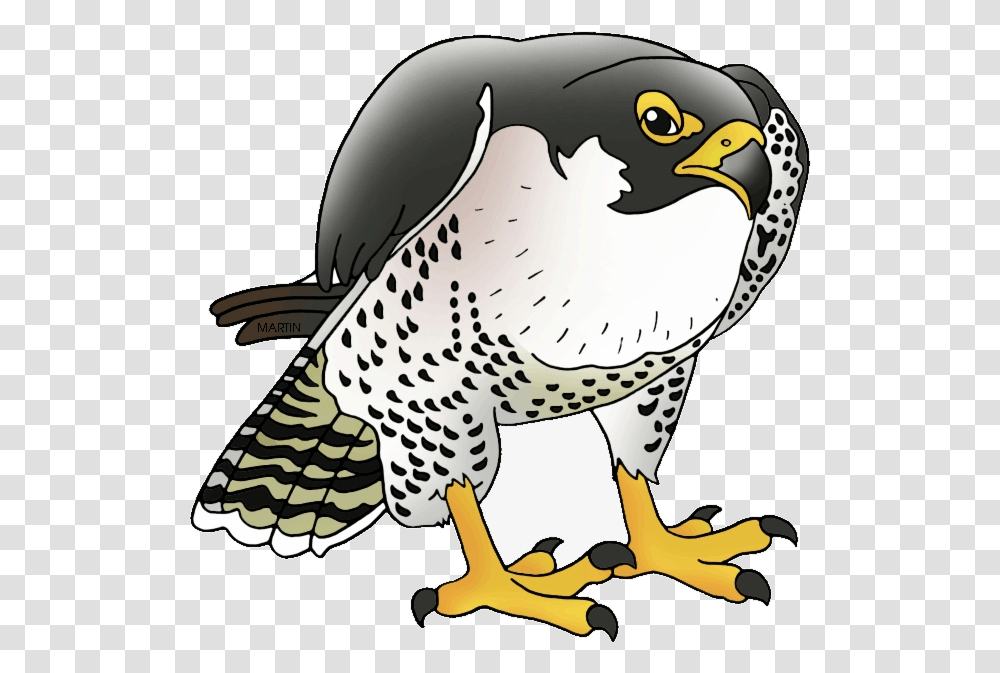 Atlanta Falcons Clipart Falcon Peregrine Falcon, Bird, Animal, Hawk, Buzzard Transparent Png