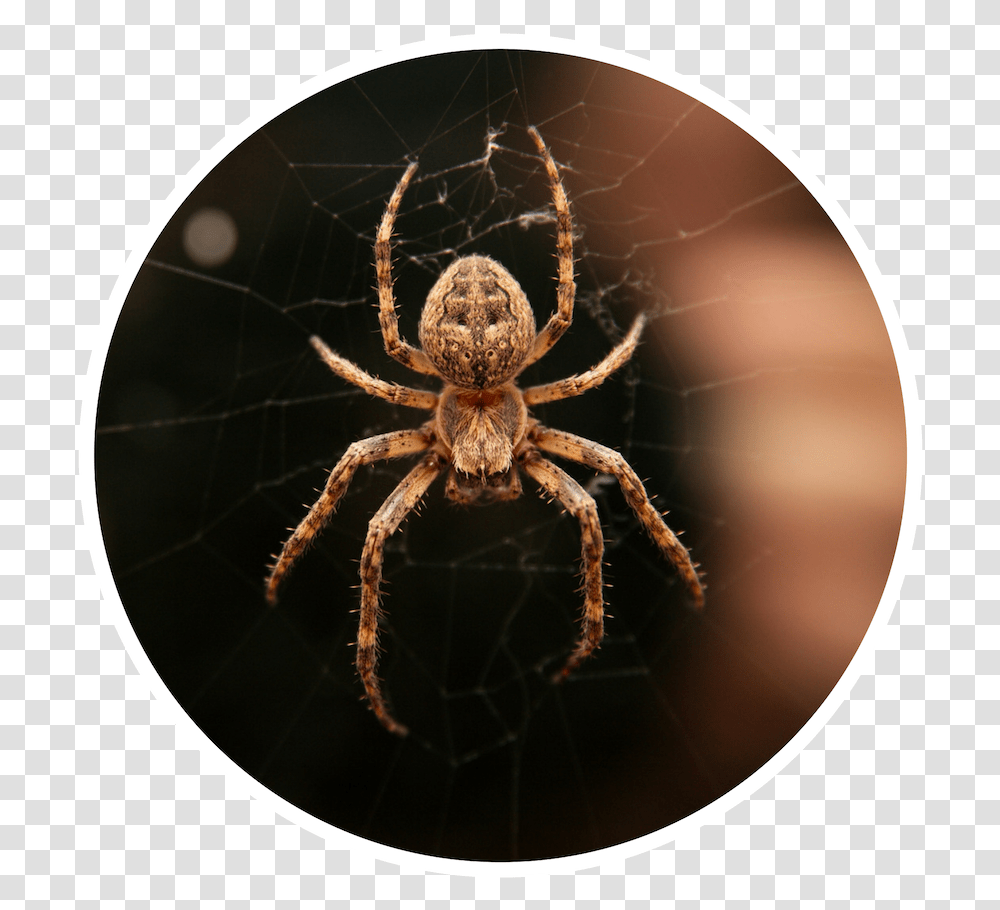 Atlanta Spiders, Invertebrate, Animal, Arachnid, Garden Spider Transparent Png