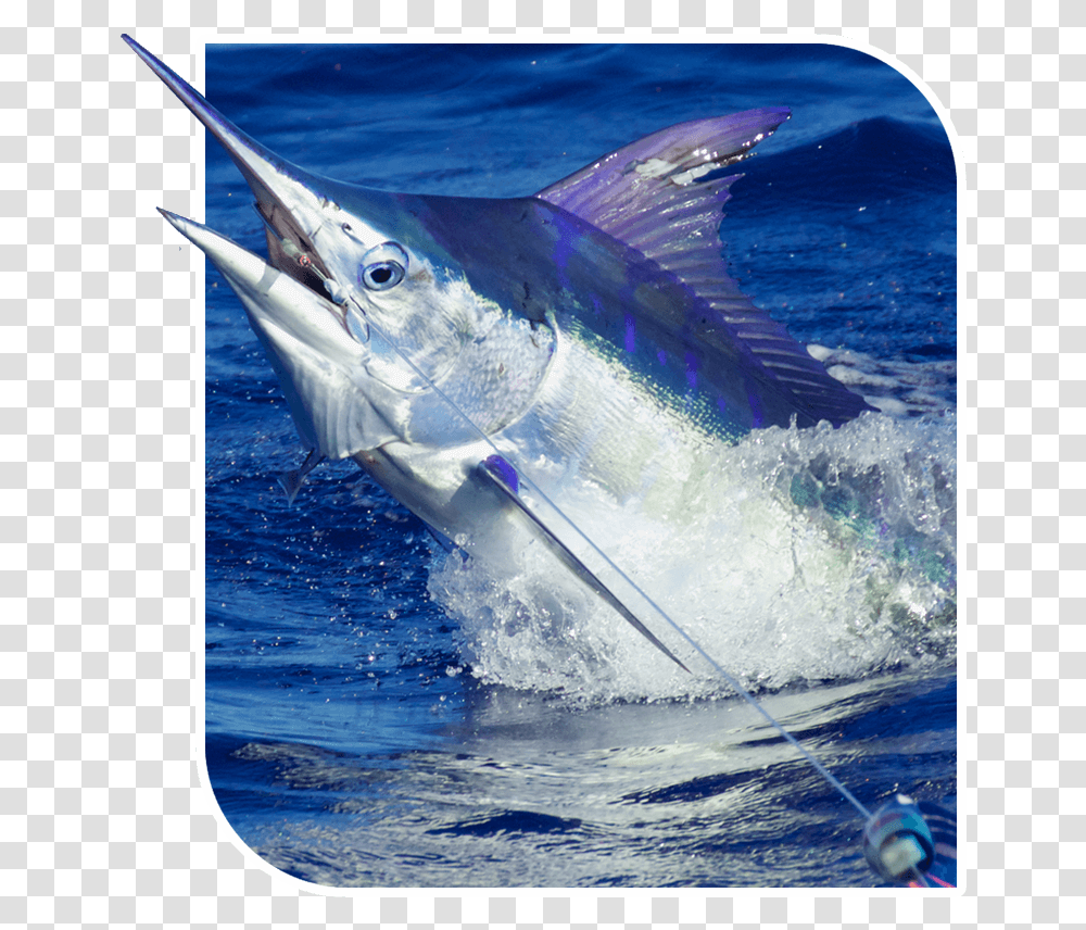 Atlantic Blue Marlin, Fish, Animal, Swordfish, Sea Life Transparent Png