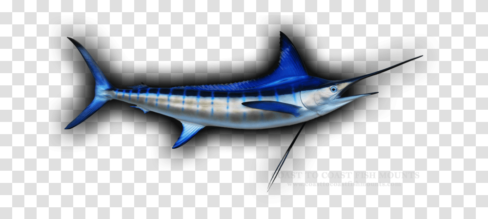 Atlantic Blue Marlin, Swordfish, Sea Life, Animal, Shark Transparent Png