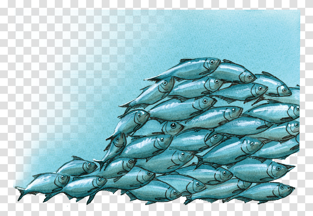 Atlantic Bluefin Tuna, Herring, Sea Life, Fish, Animal Transparent Png