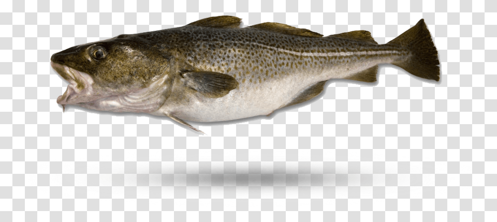 Atlantic Cod River Fish, Animal, Perch, Trout Transparent Png
