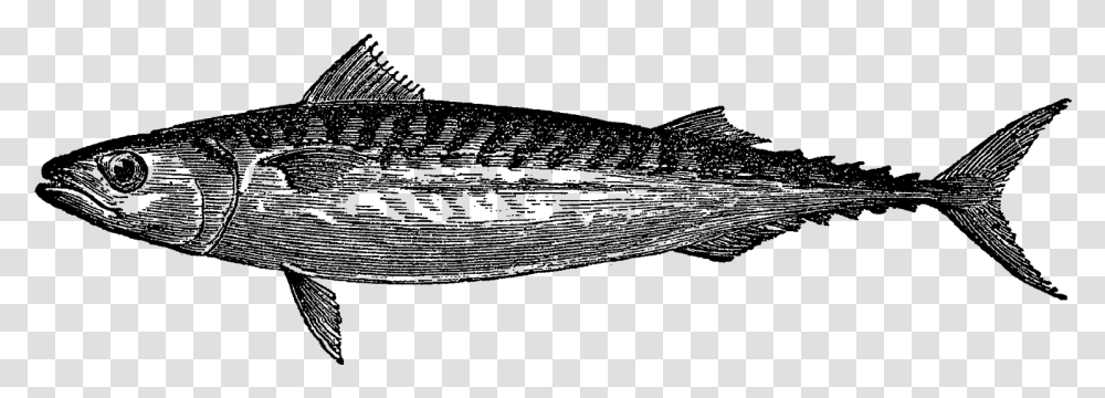 Atlantic Mackerel, Nature, Outdoors, Outer Space, Astronomy Transparent Png