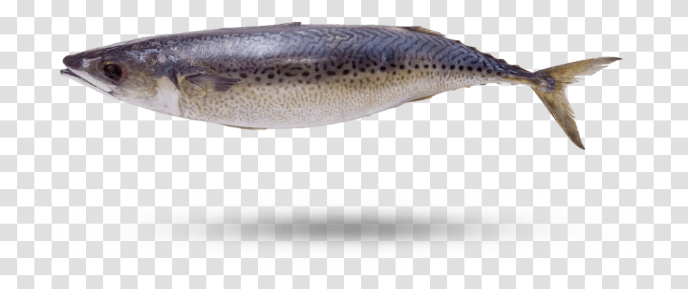 Atlantic Mackerel Sardine, Fish, Animal, Trout, Eel Transparent Png
