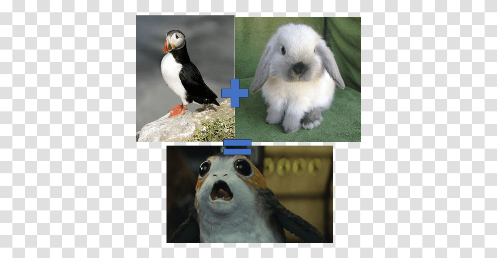 Atlantic Puffin, Bird, Animal, Beak, Collage Transparent Png