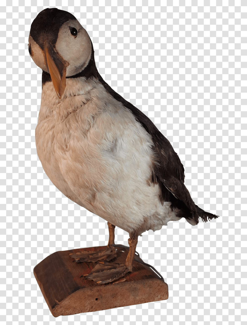 Atlantic Puffin, Bird, Animal, Beak, Finch Transparent Png