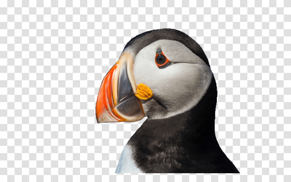 Atlantic Puffin Cartoon Puffin Bird, Animal, Penguin, Beak Transparent Png