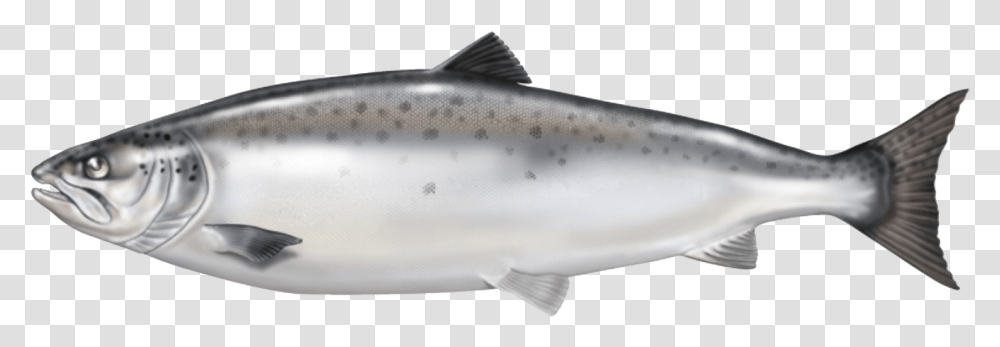 Atlantic Salmon From Norway Is Our Raw Material Base Salmon Fish No Background, Coho, Animal, Sea Life, Trout Transparent Png