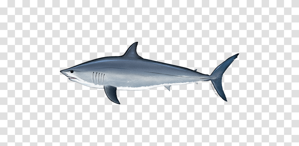 Atlantic Shortfin Mako Shark Noaa Fisheries, Animal, Sea Life, Swordfish Transparent Png