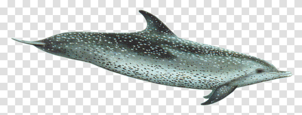 Atlantic Spotted Dolphin, Whale, Mammal, Sea Life, Animal Transparent Png