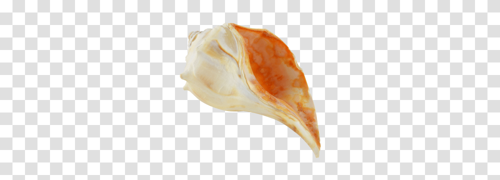 Atlantic Whelk Decorative Shell, Conch, Seashell, Invertebrate, Sea Life Transparent Png