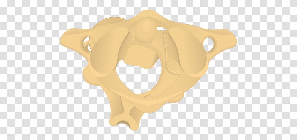 Atlas Bone Anatomy Axis Bone, Plant, Hand Transparent Png