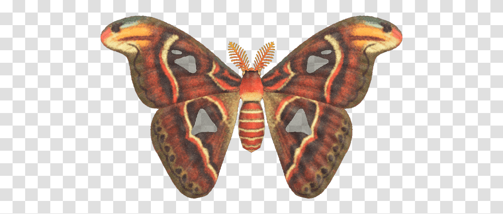 Atlas Moth Animal Crossing New Horizons Atlas Moth, Butterfly, Insect, Invertebrate, Tattoo Transparent Png