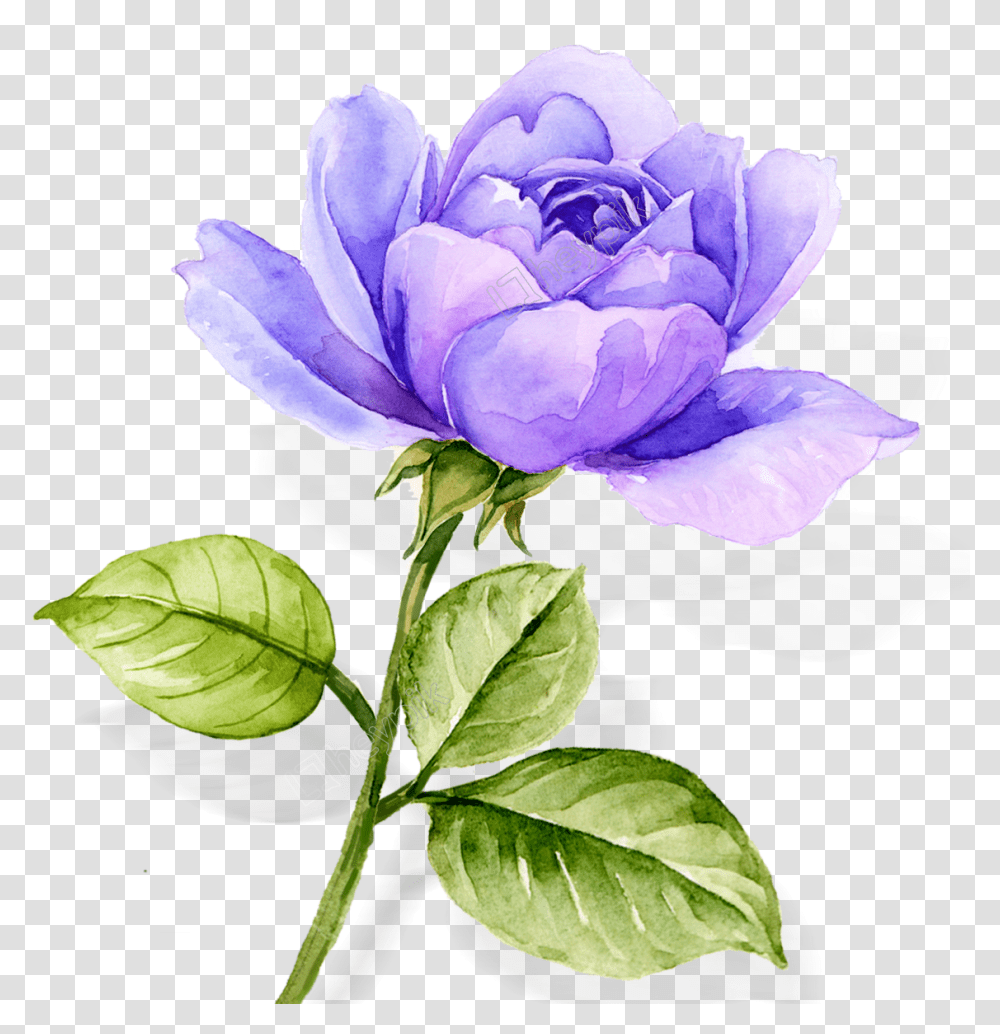 Atmospheric Watercolor Hand Painted Blue Purple Rose Flower Purple Watercolor Flowers, Plant, Blossom, Petal, Anemone Transparent Png