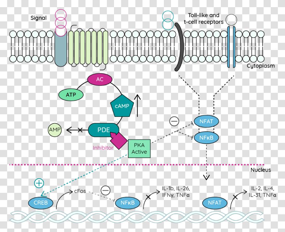 Atopic Dermatitis, Number, Diagram Transparent Png