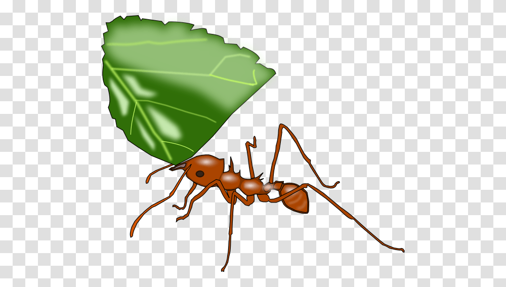 Atta Ant Clip Arts For Web, Insect, Invertebrate, Animal, Photography Transparent Png