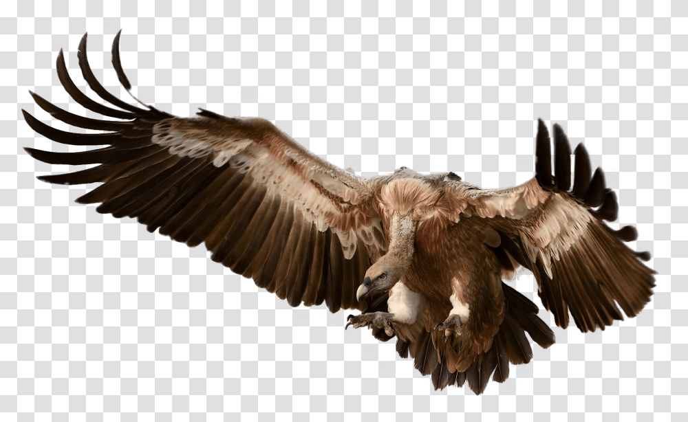 Attacking Its Prey Vulture, Bird, Animal, Condor, Fungus Transparent Png