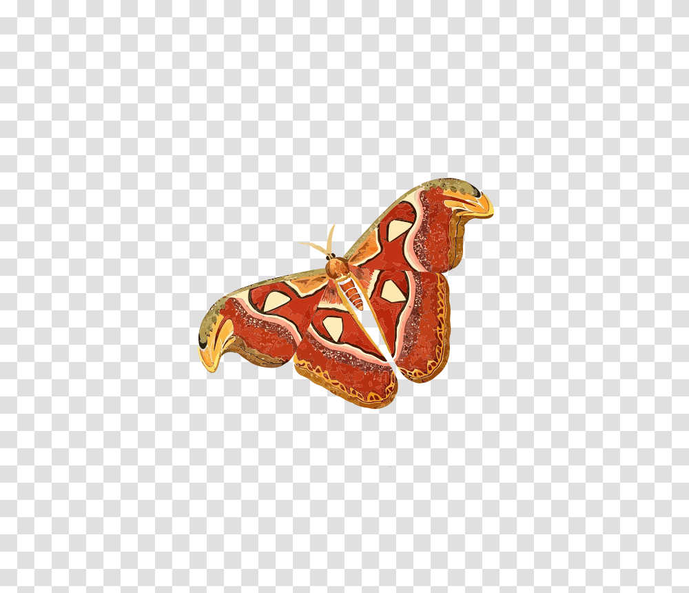 Attacus Atlas, Animals, Lobster, Seafood, Sea Life Transparent Png