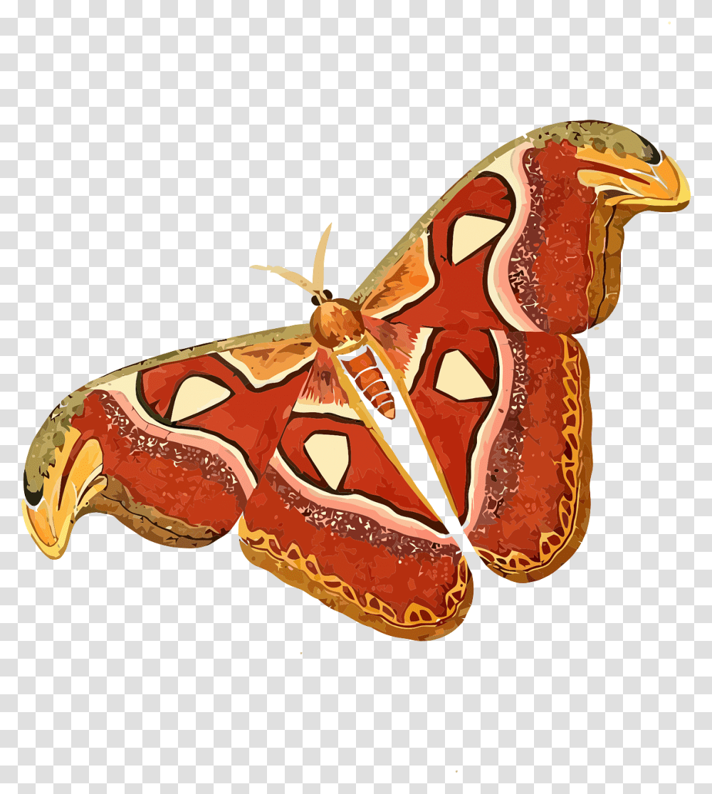 Attacus Atlas, Moth, Butterfly, Insect, Invertebrate Transparent Png