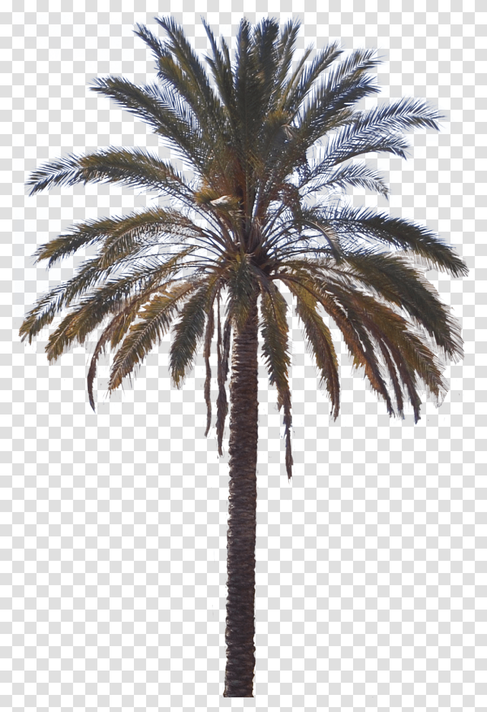 Attalea Speciosa, Palm Tree, Plant, Arecaceae, Bird Transparent Png