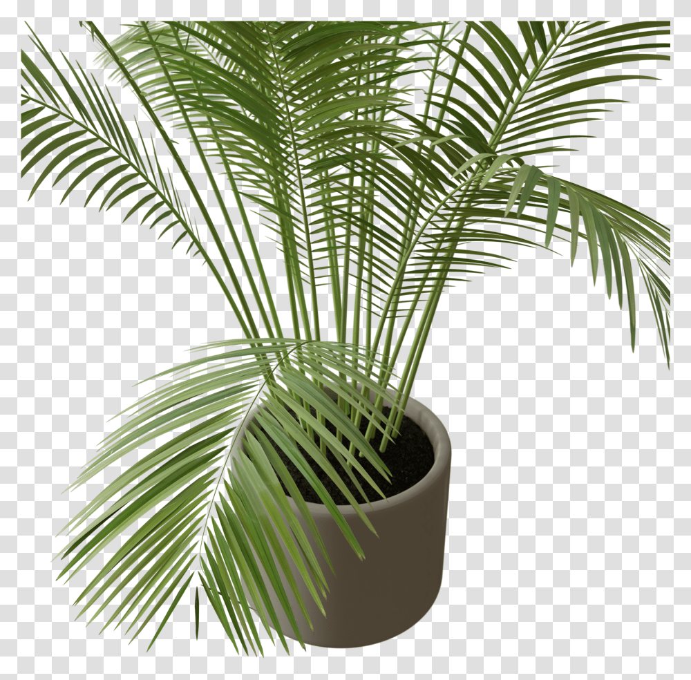 Attalea Speciosa, Plant, Palm Tree, Arecaceae, Fern Transparent Png