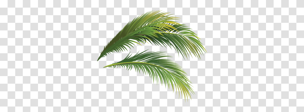 Attalea Speciosa, Vegetation, Plant, Palm Tree, Leaf Transparent Png