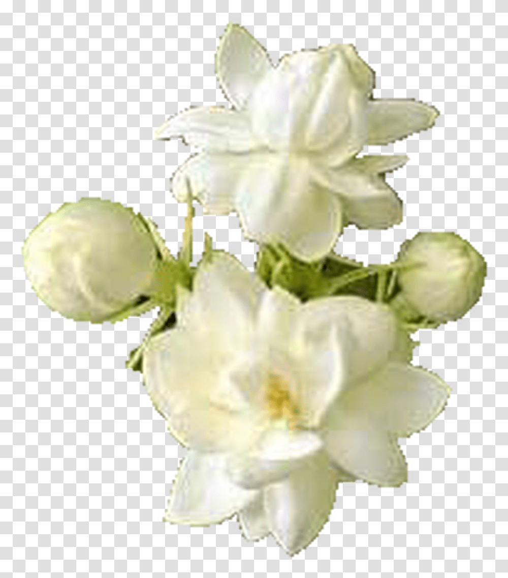 Attar Mist Mogra Perfume Oil Made From Mogra Flowers Mogra Flower, Plant, Blossom, Orchid, Petal Transparent Png
