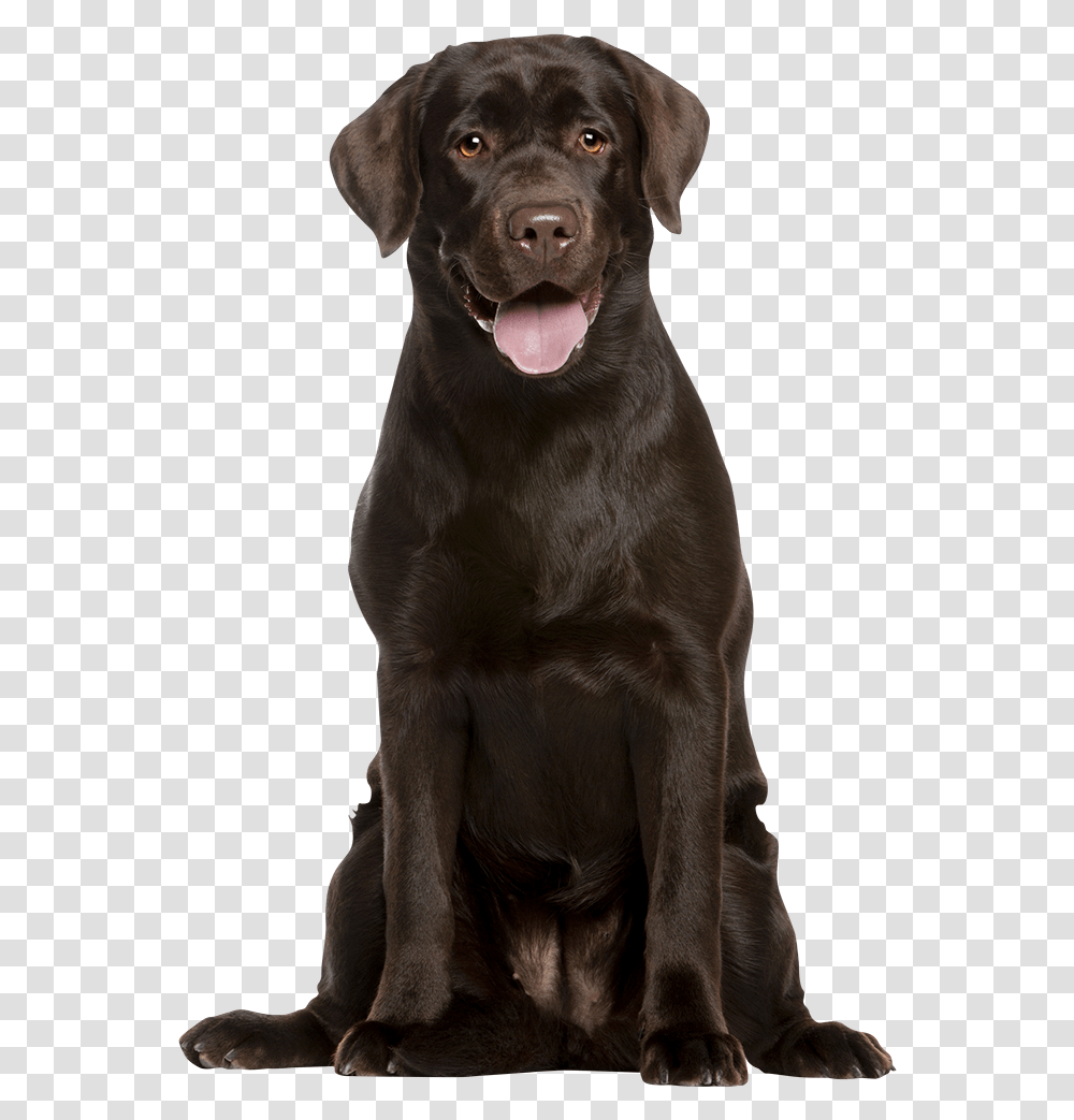 Attentive Chocolate Labrador Retreiver Labrador, Labrador Retriever, Dog, Pet, Canine Transparent Png