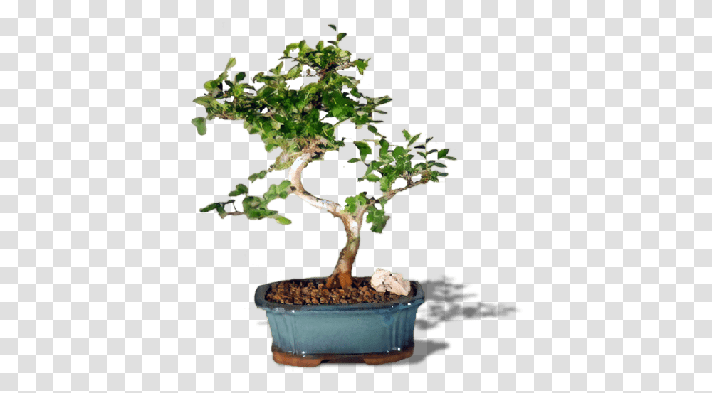 Attractive Chinese Elm Bonsai Tree Chinese Elm Bonsai Trees, Potted Plant, Vase, Jar, Pottery Transparent Png