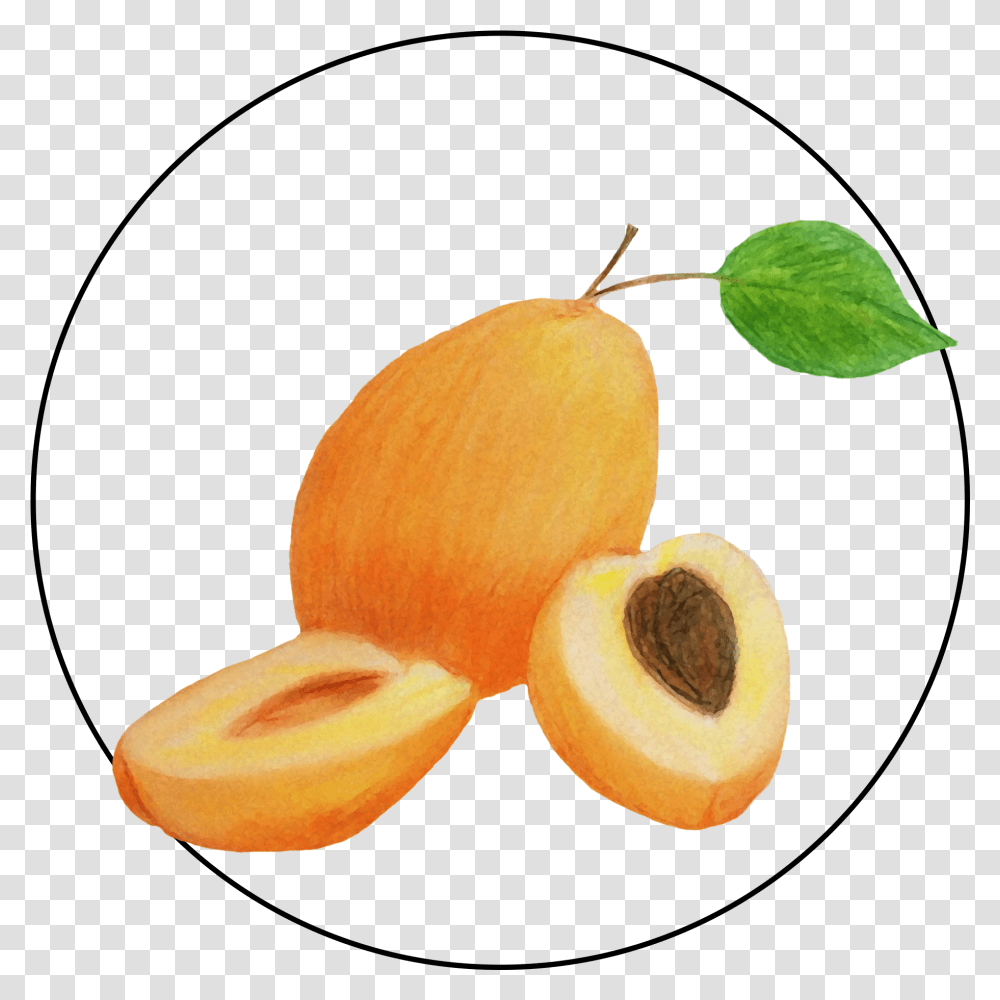 Attribute Motif Apricot, Plant, Fruit, Produce, Food Transparent Png