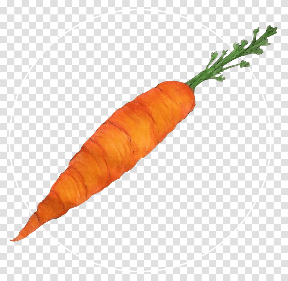 Attribute Motif Carrot White Baby Carrot, Plant, Vegetable, Food Transparent Png