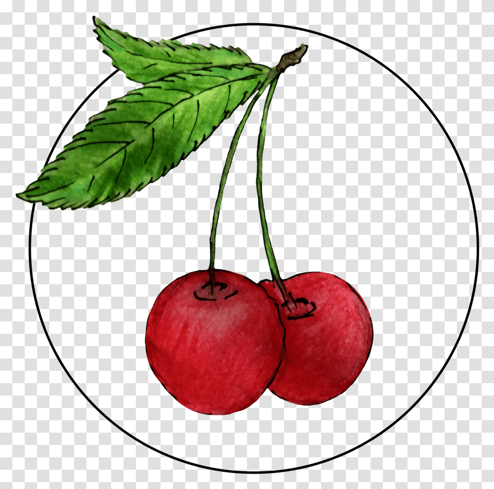 Attribute Motif Cherries Cherry, Plant, Fruit, Food Transparent Png