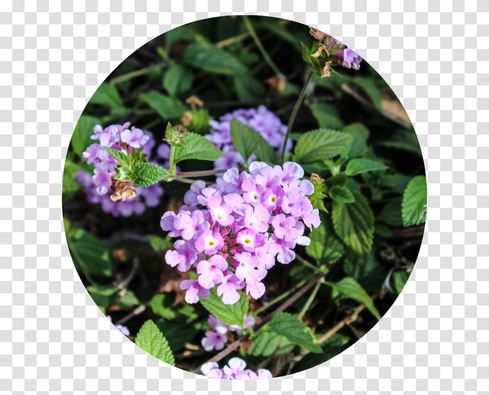 Aubretia, Plant, Flower, Blossom, Acanthaceae Transparent Png