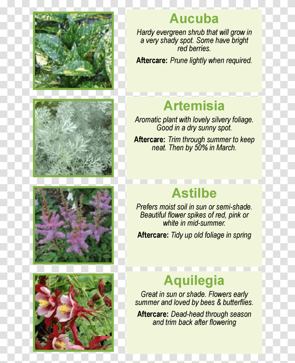 Aucuba Hardy Evergreen Shrub That Will Grow In A Very Astilbe Chinensis, Plant, Bush, Vegetation, Collage Transparent Png