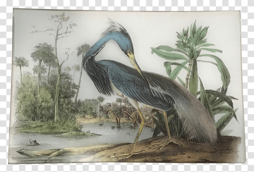 Audubon Louisiana Heron, Bird, Animal, Waterfowl, Anhinga Transparent Png
