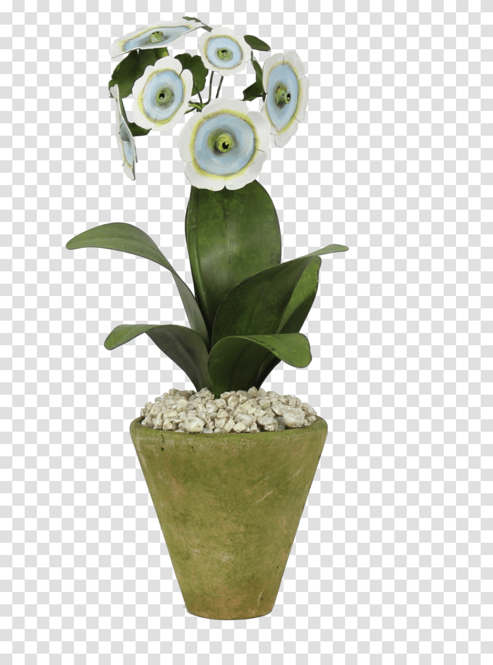 Auricula, Plant, Flower, Blossom, Flower Arrangement Transparent Png