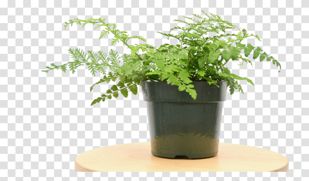 Austral Gem Fern Flowerpot, Plant, Vase, Jar, Pottery Transparent Png