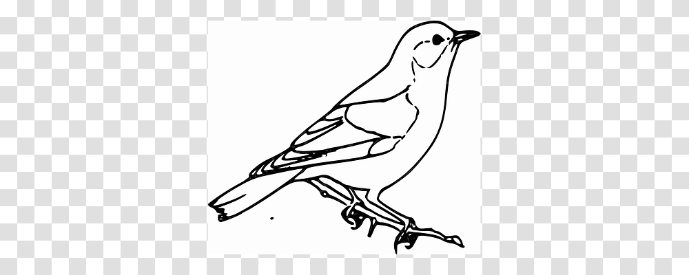 Australia Animal, Stencil, Bird Transparent Png
