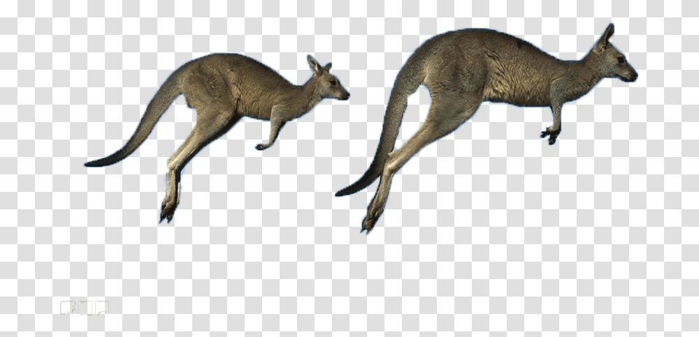 Australia Eastern Kangaroo Grey Running Western Kangaroos Belmont, Mammal, Animal, Wallaby, Antelope Transparent Png