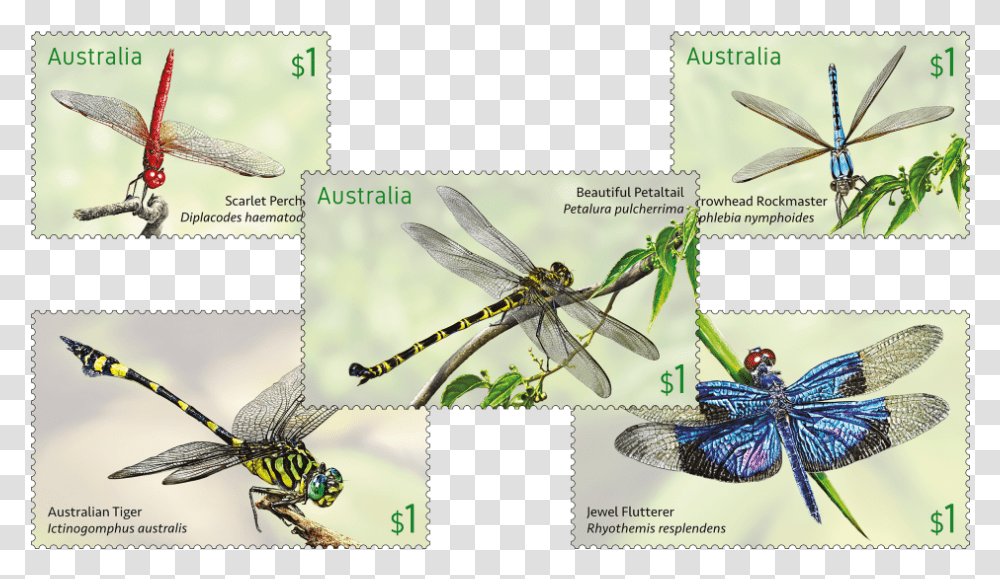 Australia Post Dragonfly Stamps, Insect, Invertebrate, Animal, Anisoptera Transparent Png