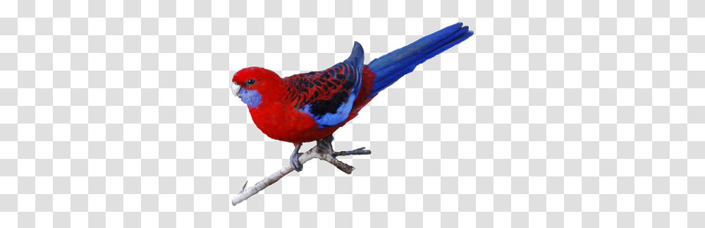 Australian Bird Photos Images Web Photo Gallery Nsw Crimson Rosella Background, Animal, Parrot, Beak, Finch Transparent Png