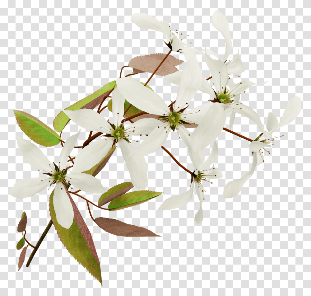 Australian Blossoms, Plant, Flower, Petal, Amaryllidaceae Transparent Png