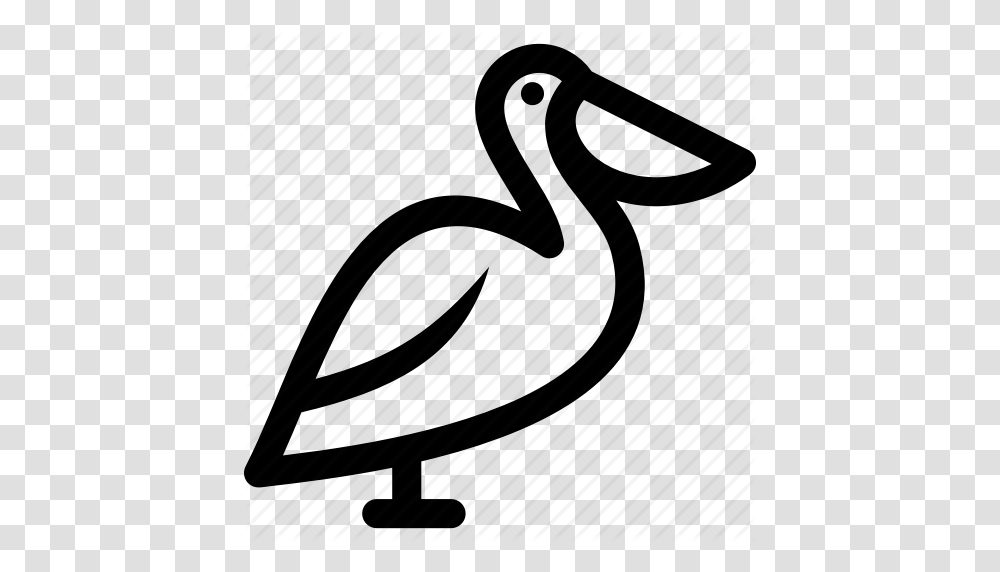 Australian Brown Pelican Peruvian Icon, Waterfowl, Bird, Animal, Piano Transparent Png