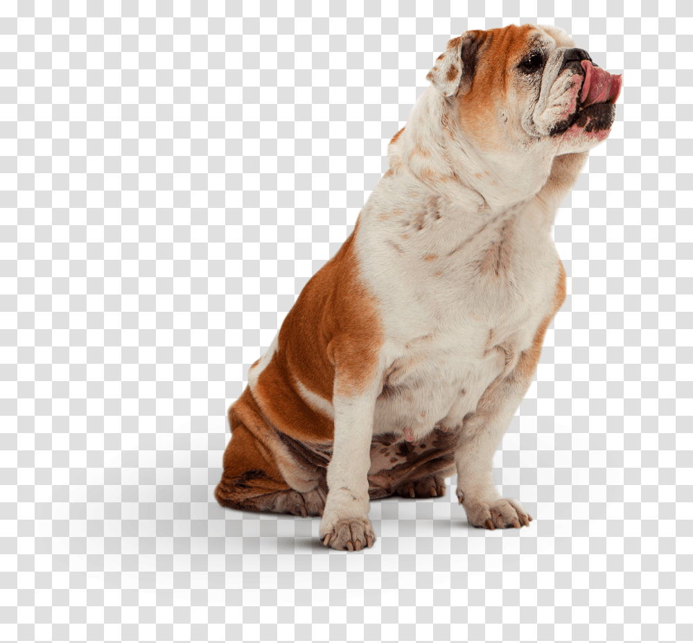 Australian Bulldog, Pet, Canine, Animal, Mammal Transparent Png
