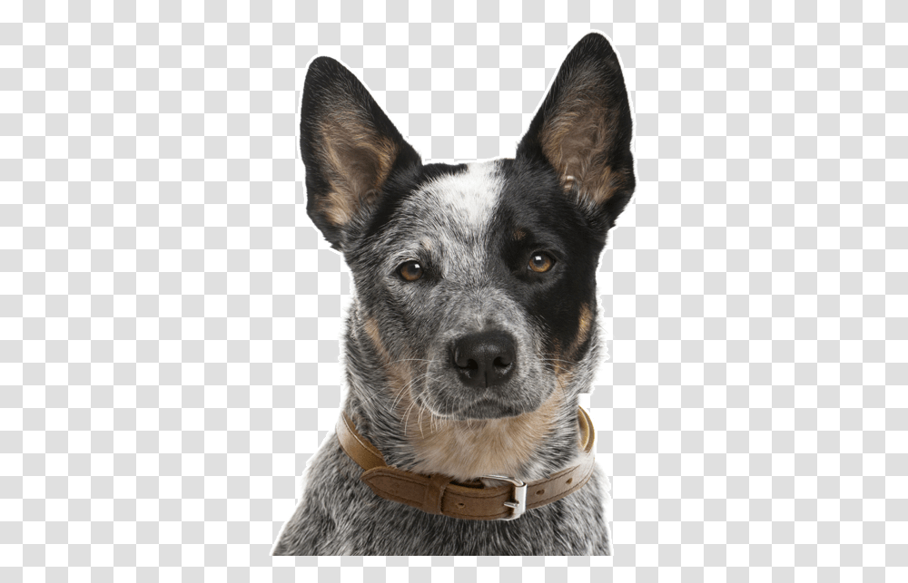 Australian Cattle Dog Face, Pet, Canine, Animal, Mammal Transparent Png