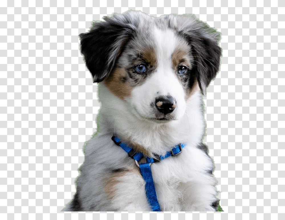 Australian Collie, Dog, Pet, Canine, Animal Transparent Png