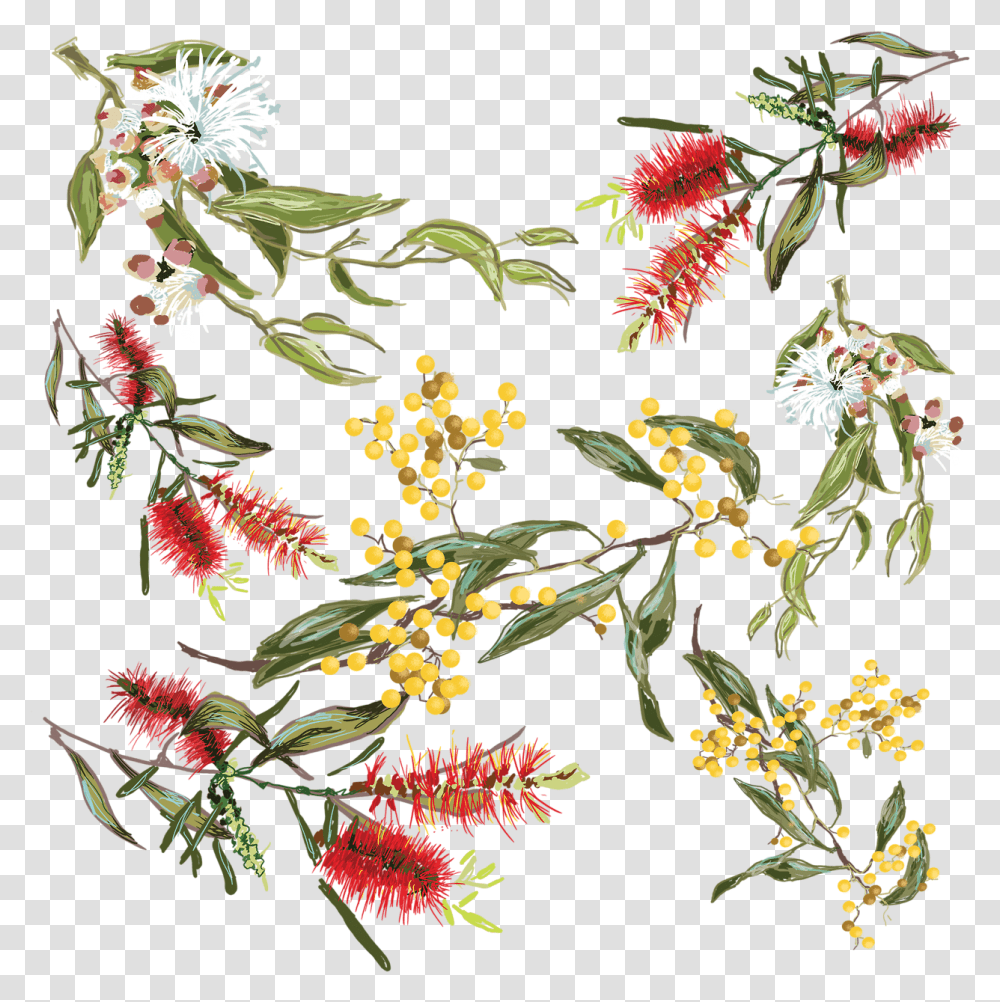 Australian Drawing Waratah Picture 950731 Drawing Native Australian Flowers, Plant, Floral Design, Pattern, Graphics Transparent Png