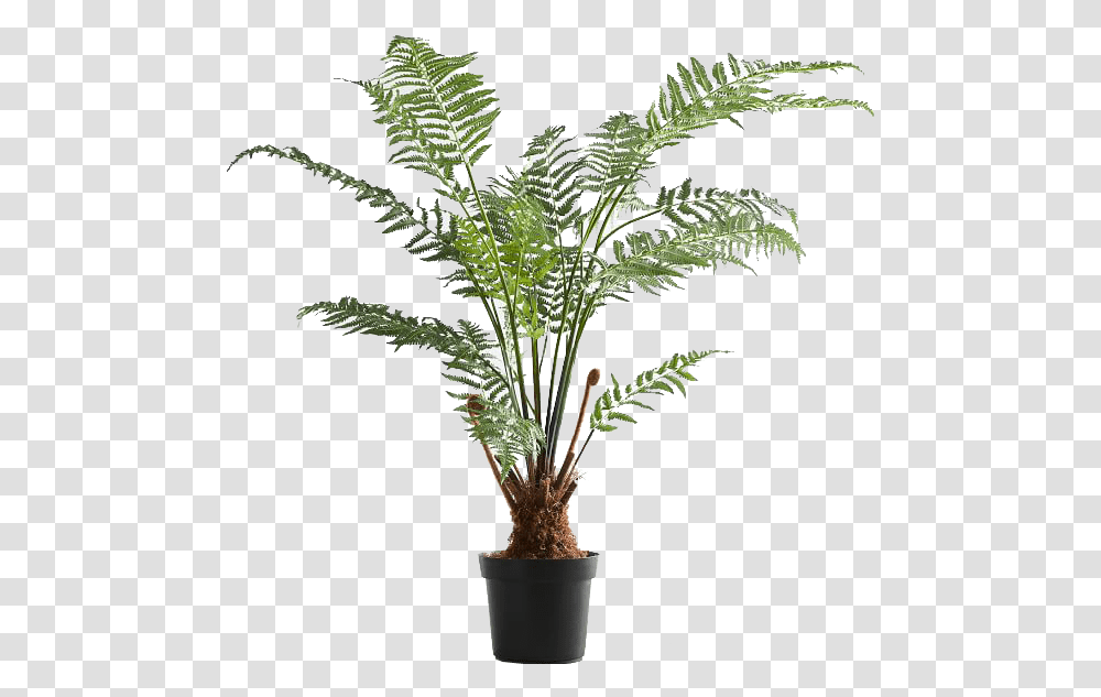 Australian Fern, Plant, Tree, Palm Tree, Arecaceae Transparent Png